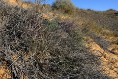 Cladoraphis cyperoides