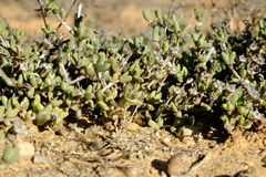 Antimima nordenstamii