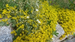 Sedum acre