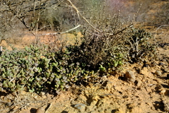 Antimima nordenstamii