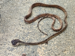 Boiga cynodon