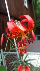 Lilium michiganense