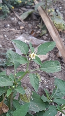 Physalis minima