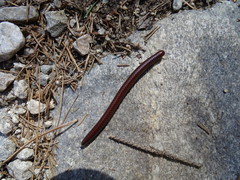 Pachyiulus hungaricus