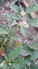 Physalis minima