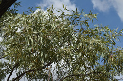 Eucalyptus whitei