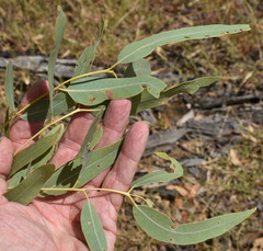Eucalyptus whitei