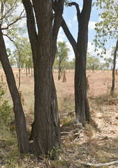 Eucalyptus whitei