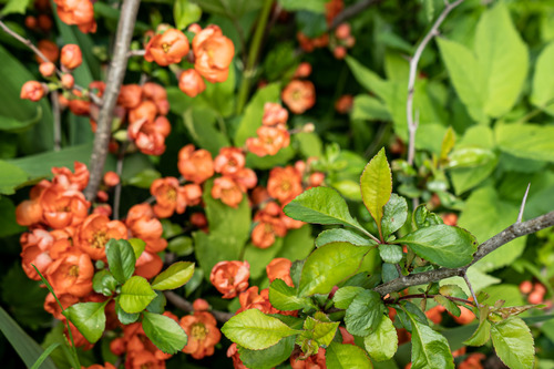 Japoninis svarainis nuotrauka