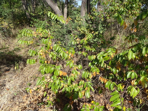 Heart-Leaved Raisin (Grewia falcistipula)