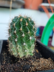 Cereus forbesii