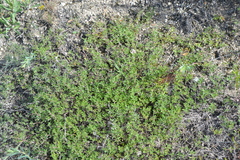 Thymus calcareus