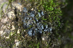 Scytinium dactylinum