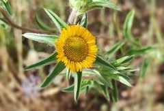 Pallenis spinosa