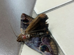 Ommatophora
