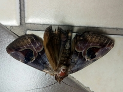 Ommatophora