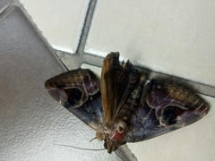 Ommatophora