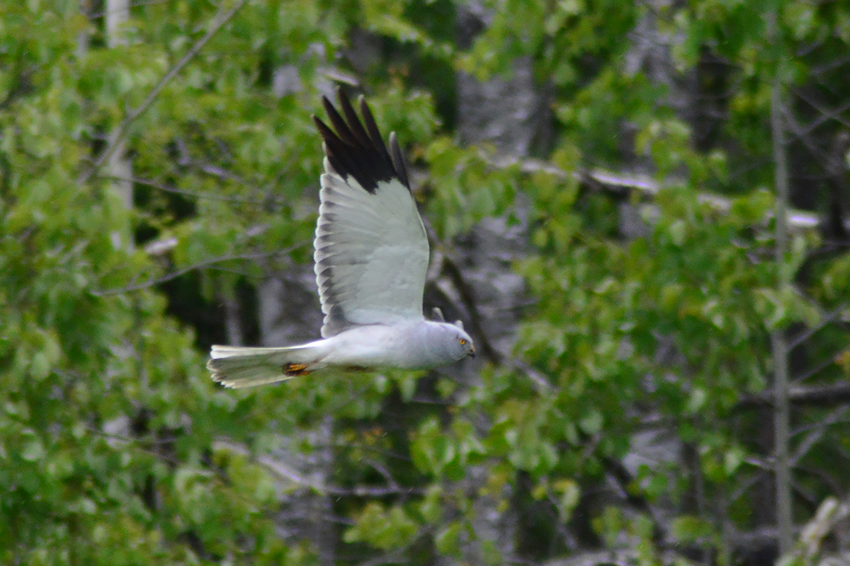 Circus cyaneus, Print, The hen harrier (Circus cyaneus) is a bird of prey.  The genus name Circus is derived from Ancient Greek kirkos, meaning  'circle', referring to a bird of prey named