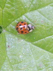 Harmonia axyridis