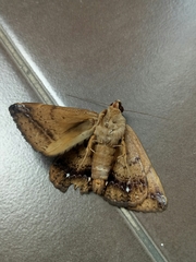 Ommatophora