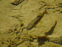 Salmo trutta