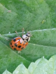 Harmonia axyridis