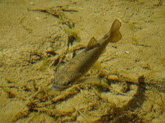 Salmo trutta