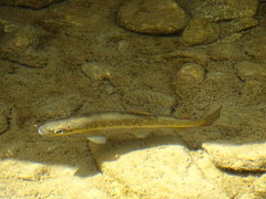 Salmo trutta