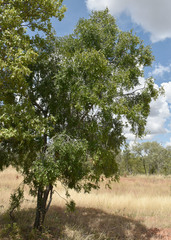 Diospyros humilis