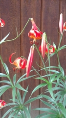 Lilium michiganense