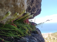 Ornithogalum schlechterianum