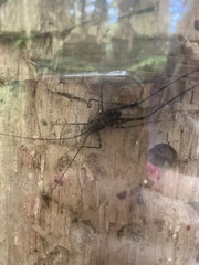 Pachyrhamma acanthocerum