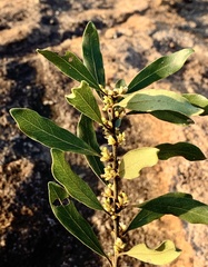 Euclea natalensis natalensis