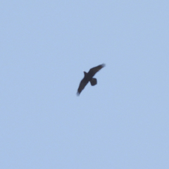 Corvus corax