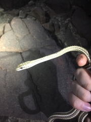 Psammophis schokari