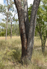 Corymbia terminalis