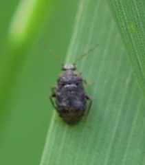 Charagochilus