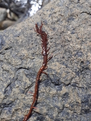 Chondracanthus chamissoi