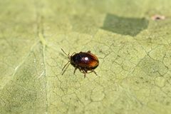 Hippuriphila modeeri