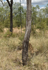 Eucalyptus microneura