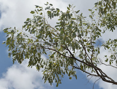 Eucalyptus microneura