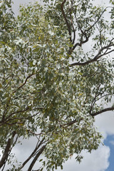 Eucalyptus microneura
