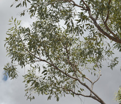 Eucalyptus microneura