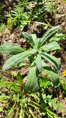 Erysimum hieraciifolium