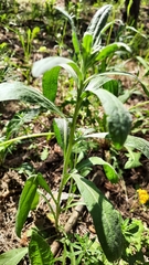 Erysimum hieraciifolium
