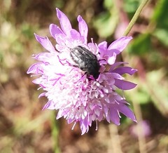 Oxythyrea funesta