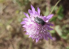 Oxythyrea funesta