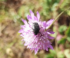 Oxythyrea funesta