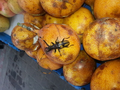 Dendrobias mandibularis