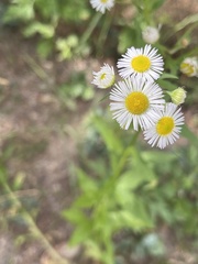 Erigeron